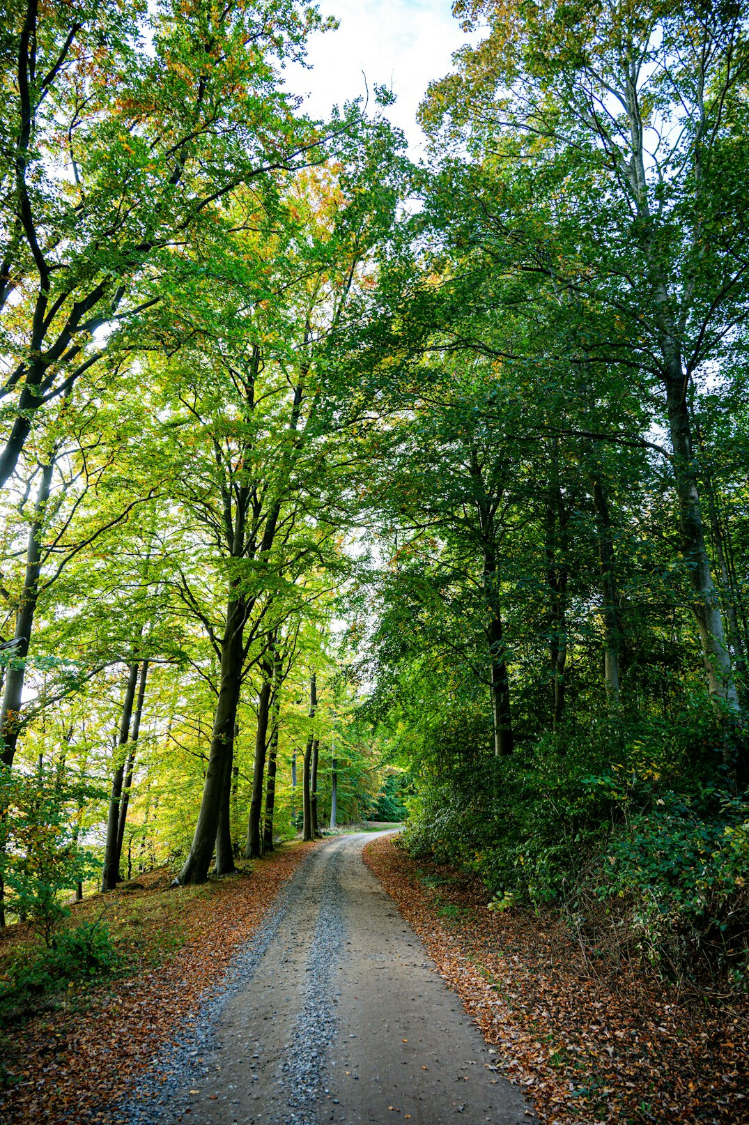 danish forest path