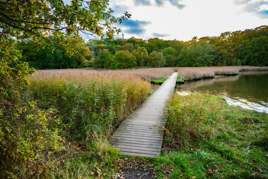 danish forest path